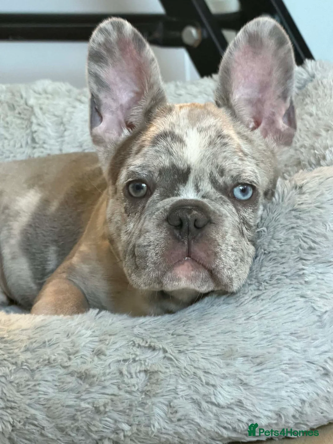 French Bulldog dogs for sale: French bulldog puppy - Advert 2