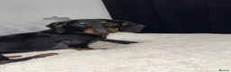 Dachshund dogs for sale: Cola  - Advert 4