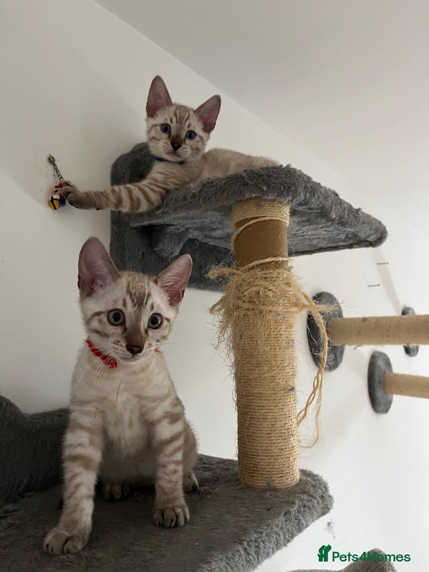 Bengal cats Two Stunning Snow Lynx Bengal Boys 🐾💙 - Advert 17