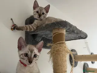 Bengal cats Two Stunning Snow Lynx Bengal Boys 🐾💙 - Advert 18