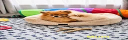 Pomeranian dogs for sale: Outstanding Quality Teddy Bears 🧸  - Advert 9