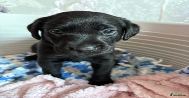 Labrador Retriever dogs - Advert 4