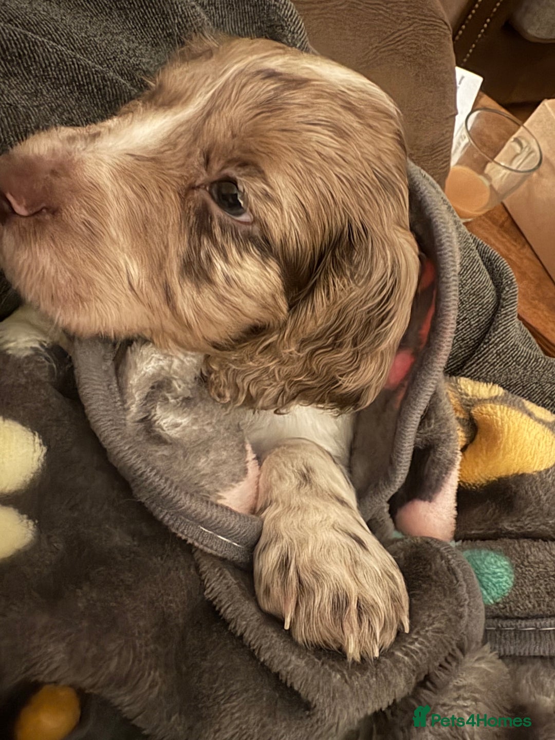 Cocker Spaniel dogs for sale: Cocker spaniel pups - Advert 2