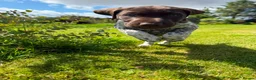 German Shorthaired Pointer dogs for sale: German shorthair pointer puppies  in Alford - Advert 14