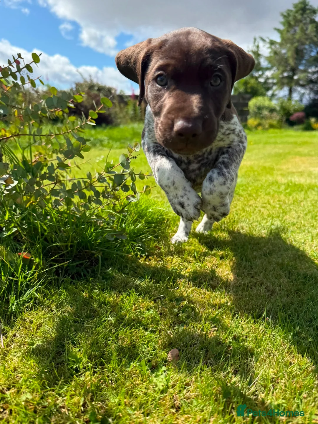 German Shorthaired Pointer dogs for sale: German shorthair pointer puppies  in Alford - Advert 14