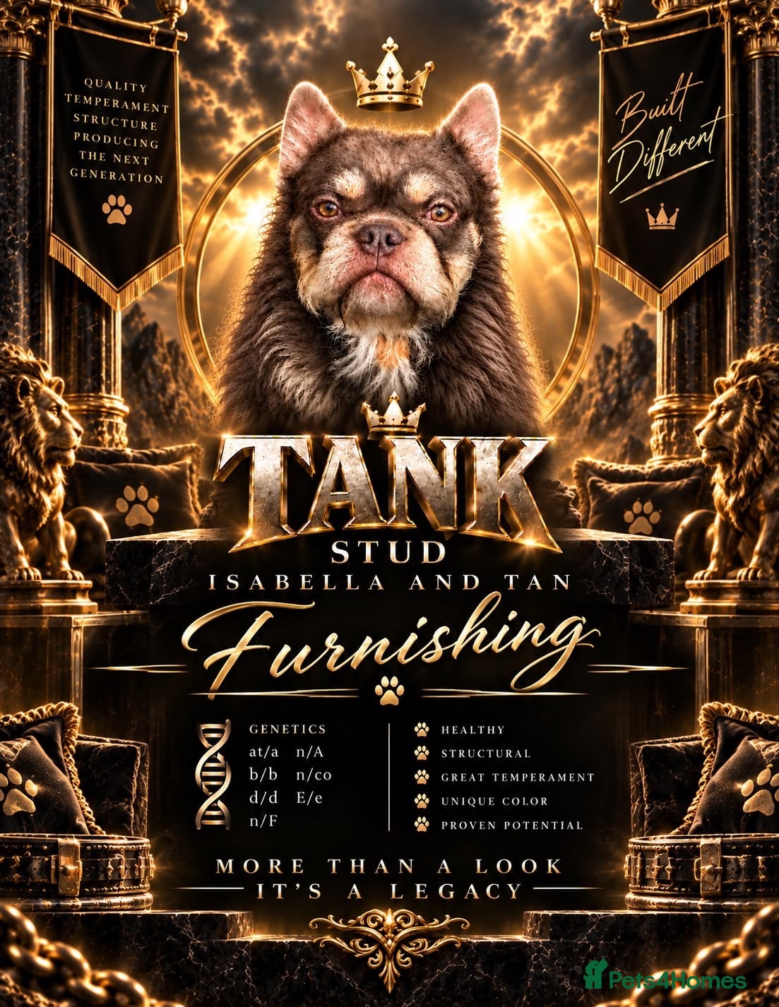 French Bulldog dogs Tank the stud  - Advert 3