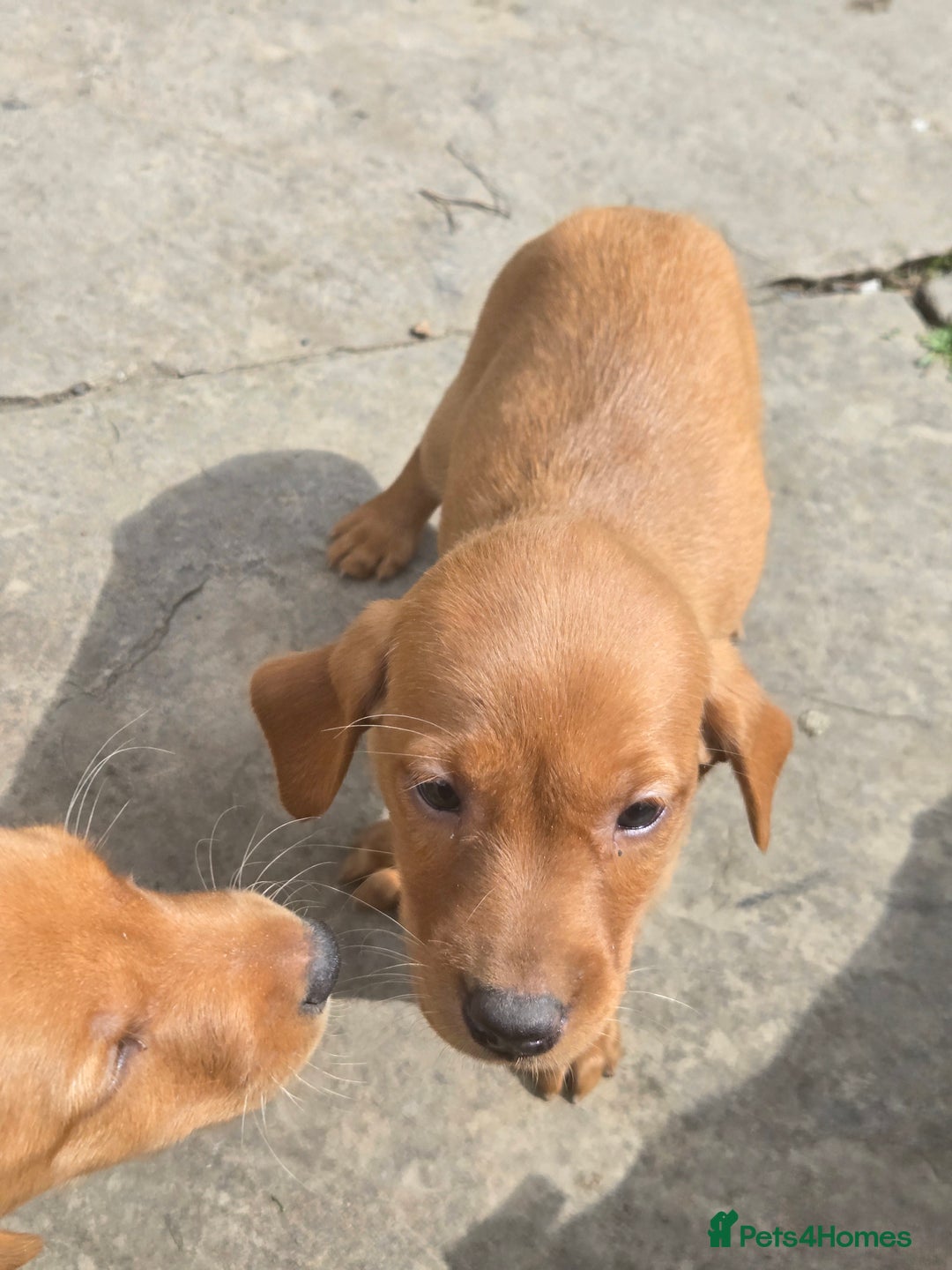 Labrador Retriever dogs for sale: Last Beautiful Fox Red KC Reg Lab Pups READY NOW - Image 18