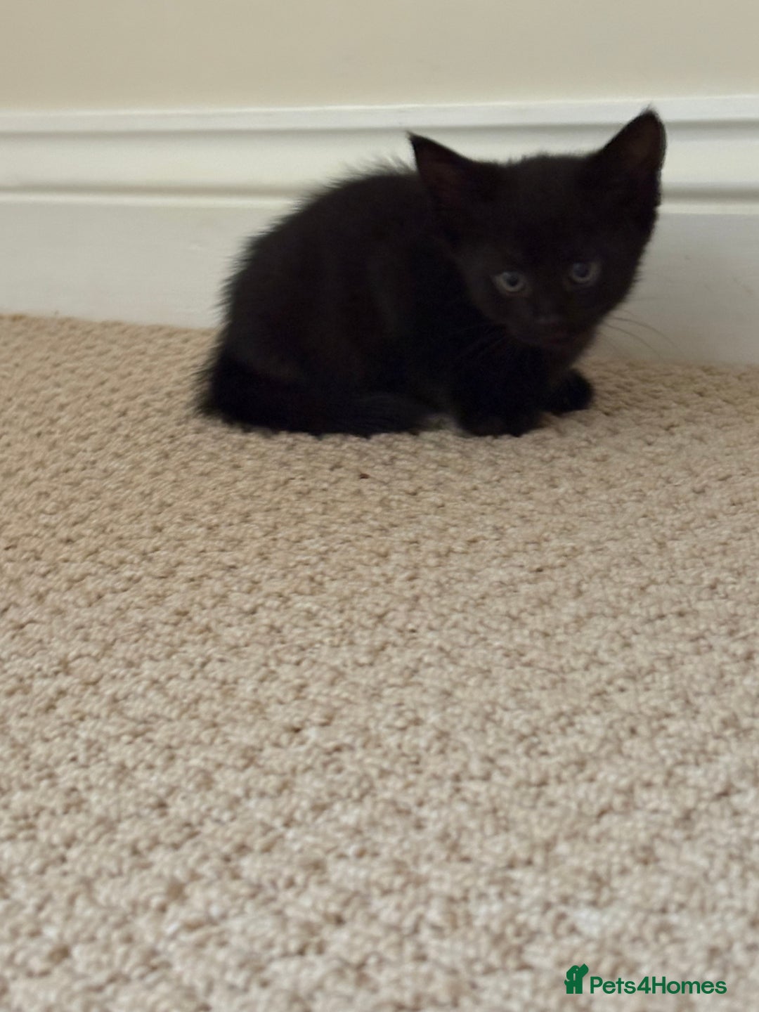 Maine Coon cats for sale: 3 kittens  - Image 4