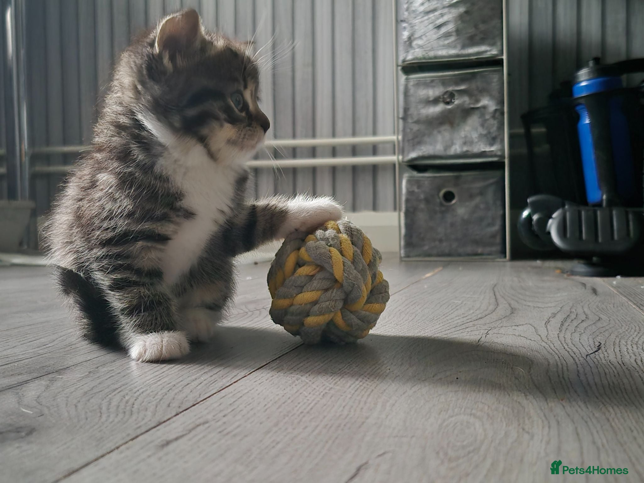 Mixed Breed cats Adorable little girls are looking for new home - Advert 1