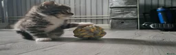 Mixed Breed cats for sale: Adorable little girls are looking for new home - Advert 1