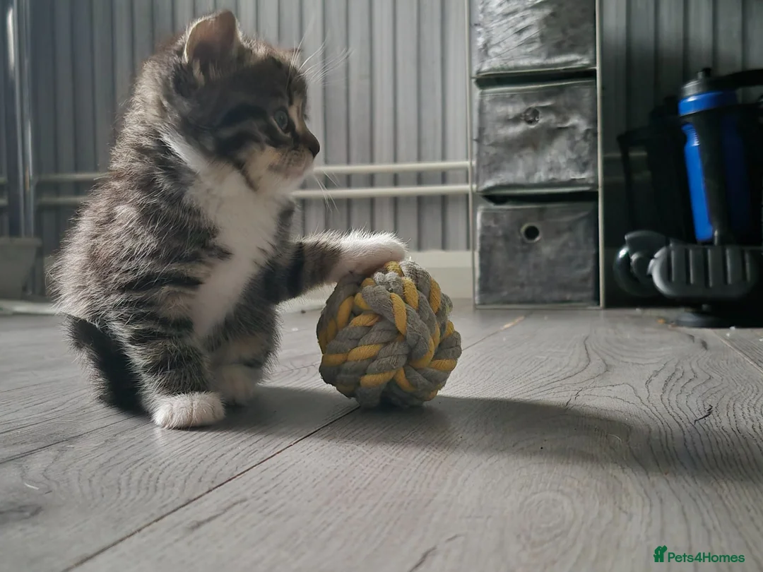 Mixed Breed cats for sale: Adorable little girls are looking for new home - Advert 1