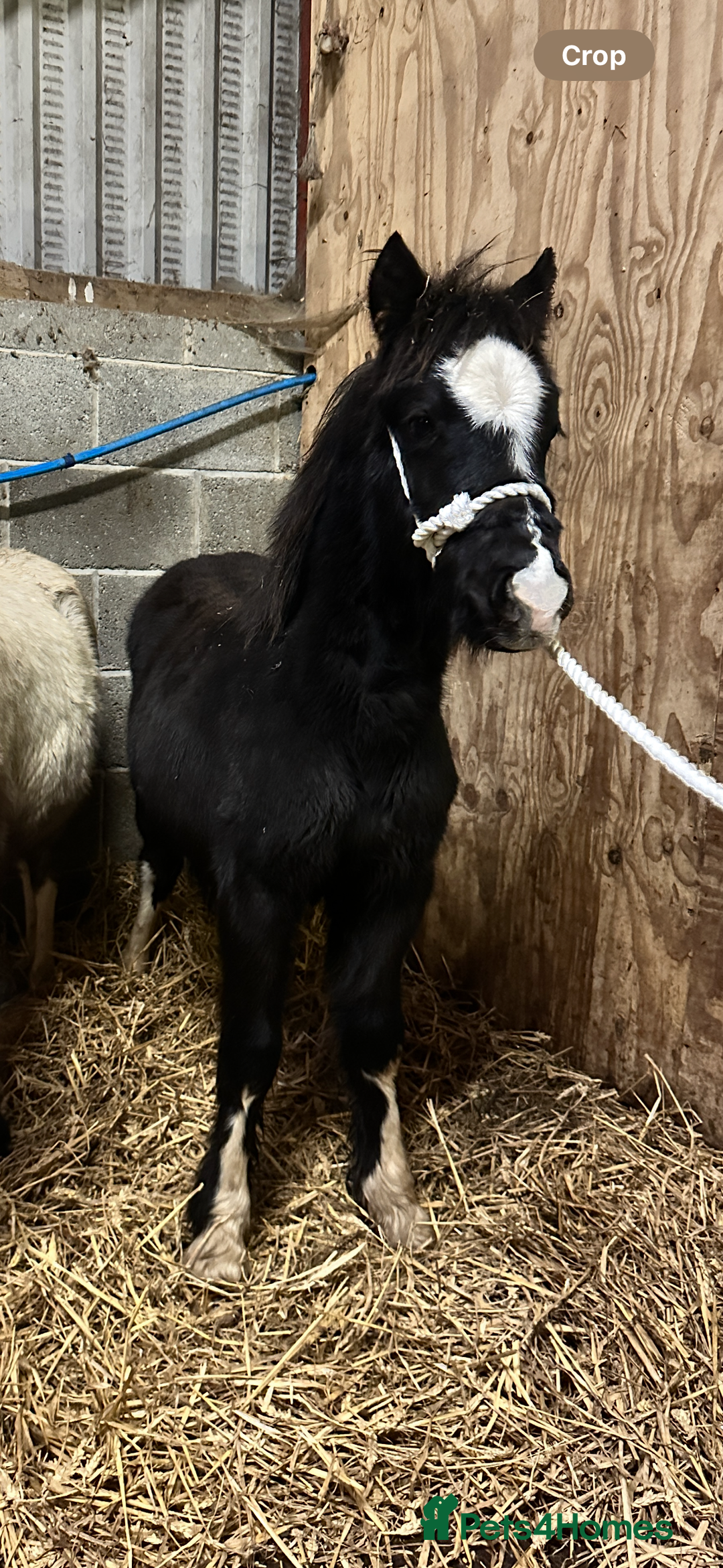 Welsh Section A horses for sale: Section A Foals, to Make Approx 12.2hh - Advert 5