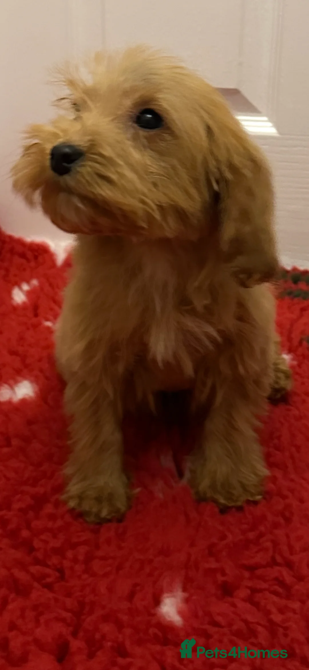 Cockapoo dogs for sale:  one gold girl available  - Advert 5