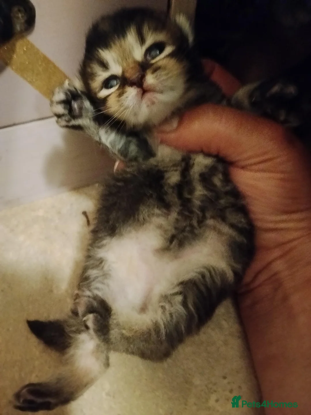 Scottish Fold cats for sale: Beautiful Scottish fold kittens  - Advert 13