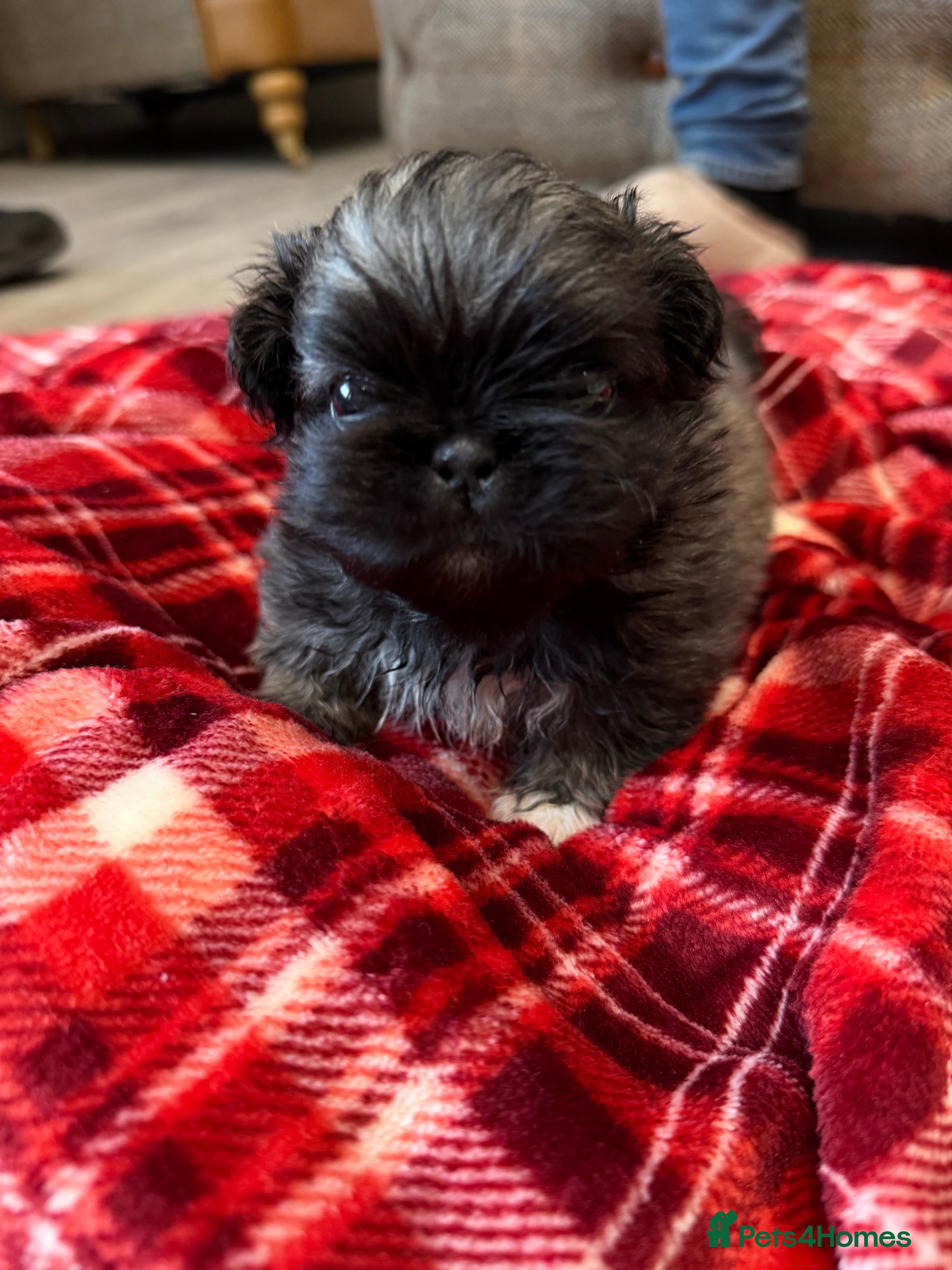 Pekingese dogs Kc Pekingese  - Advert 1