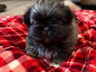 Pekingese dogs Kc Pekingese - Advert 1