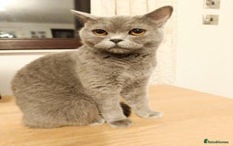 Scottish Fold cats for sale: Adorable Scottish fold x BSH kittens ready soon! - Image 9