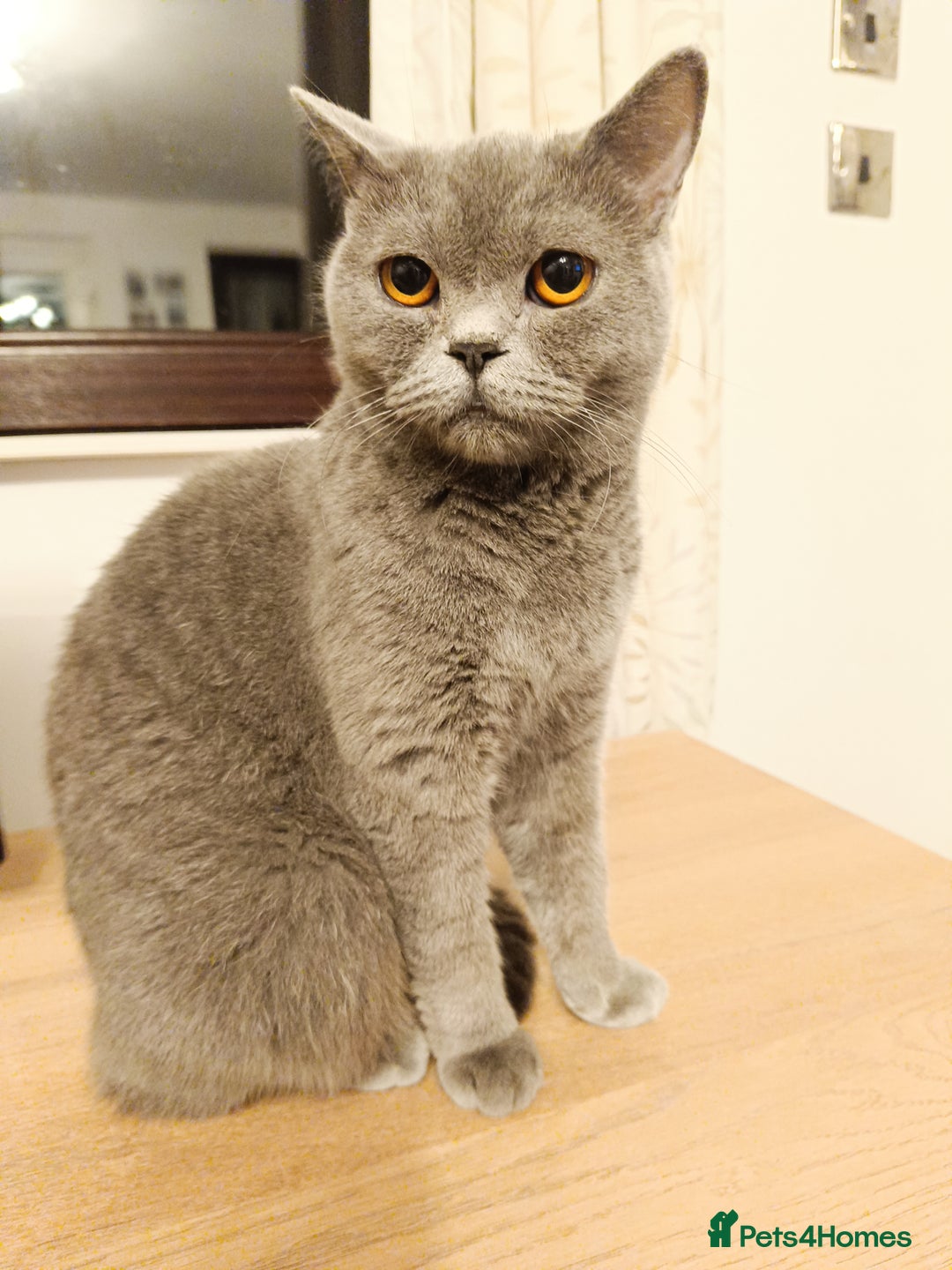 Scottish Fold cats for sale: Adorable Scottish fold x BSH kittens ready soon! - Image 9