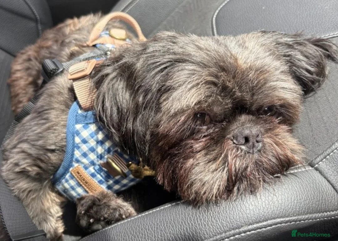 Shih Tzu dogs for sale: Looking for loving a patient home.  - Advert 2