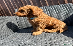 Miniature Poodle dogs for sale: Miniature poodle puppies in Weston-super-Mare - Advert 19