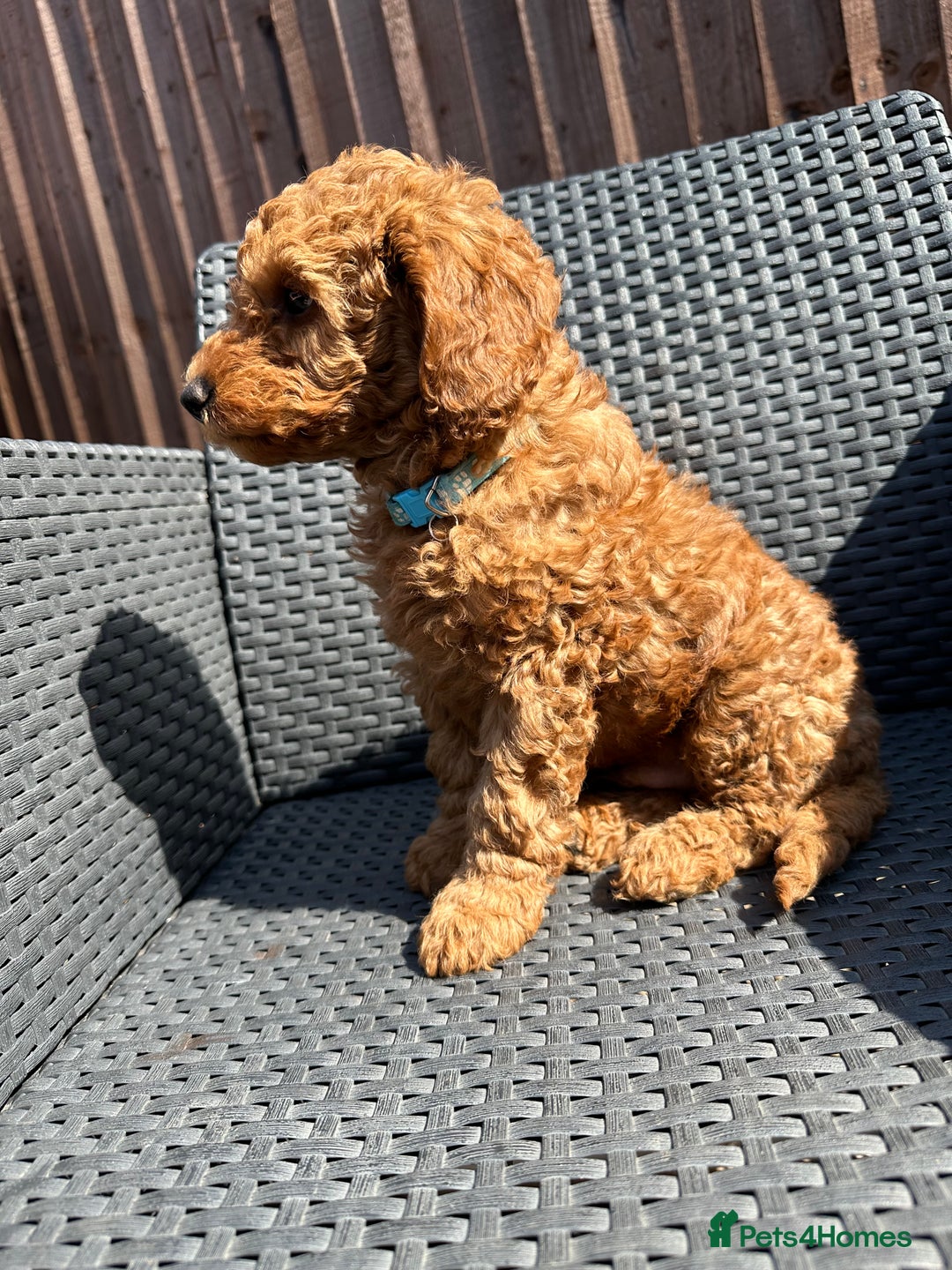 Miniature Poodle dogs for sale: Miniature poodle puppies in Weston-super-Mare - Advert 19