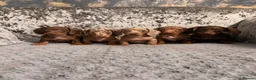 Miniature Dachshund dogs for sale: True to type miniature dachshund puppies ready now - Advert 7