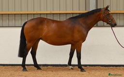 Irish Sports horses for sale: Looking for new home - Image 3