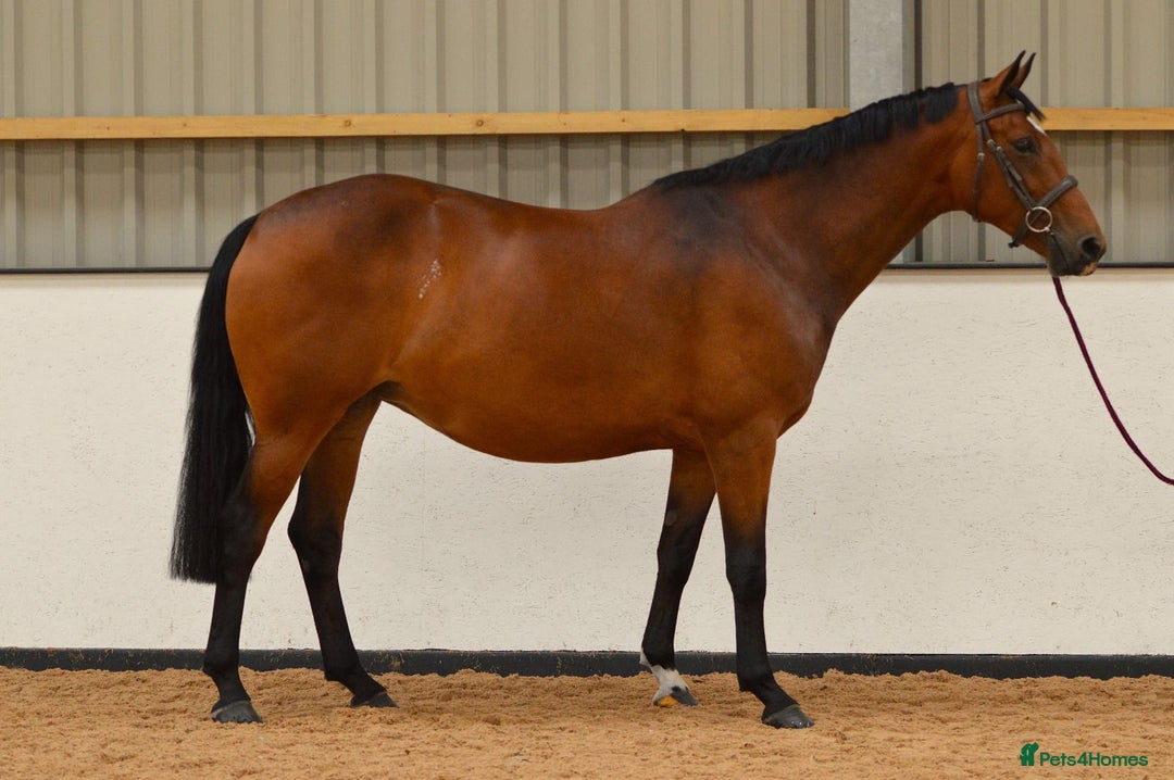 Irish Sports horses for sale: Looking for new home - Image 3