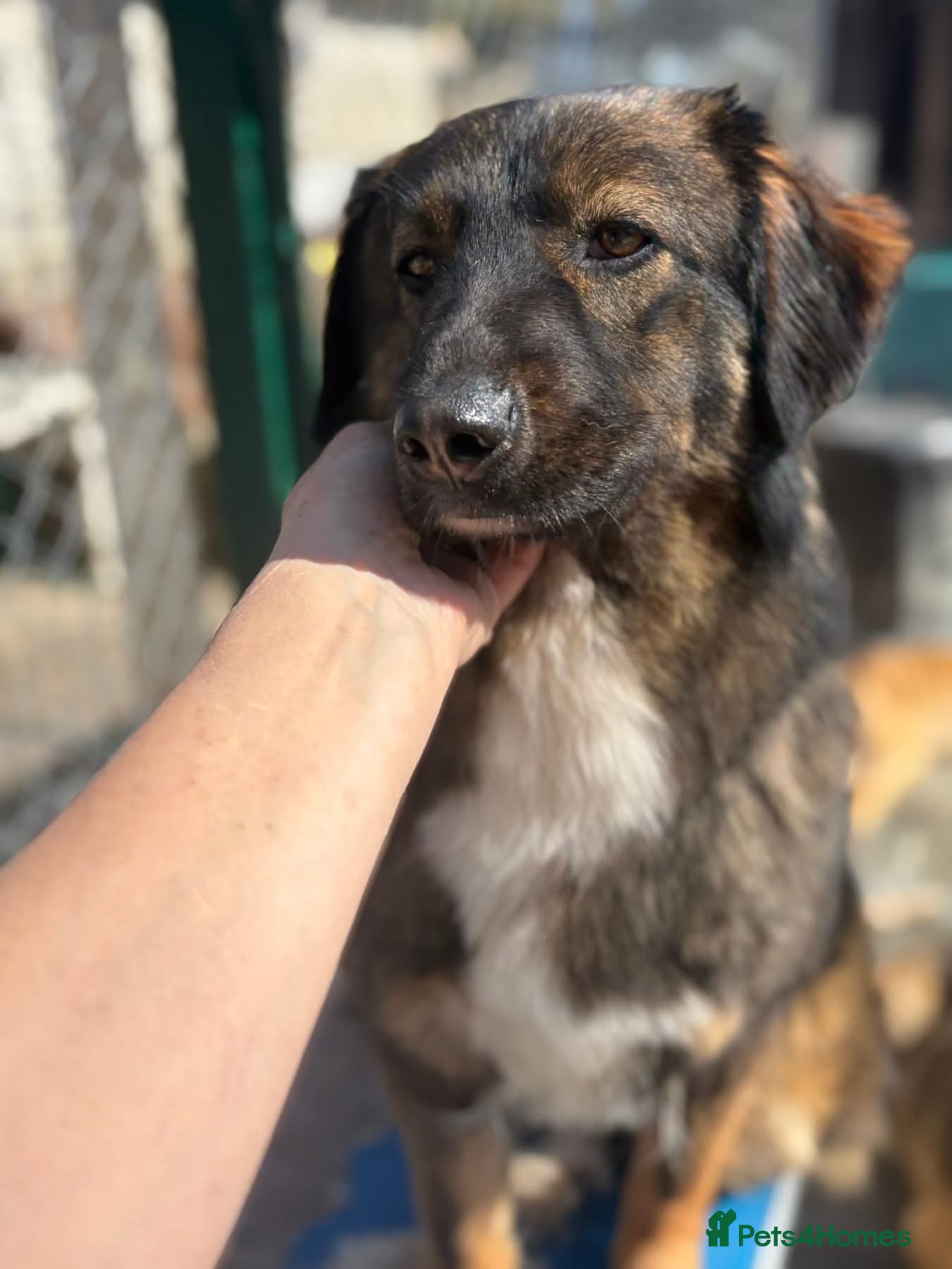 Mixed Breed dogs Belle - Norwich Norfolk  - Advert 2