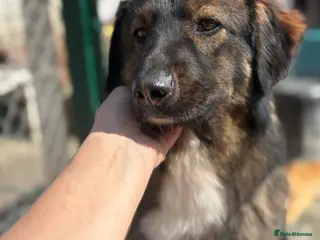 Mixed Breed dogs Belle - Norwich Norfolk - Advert 2