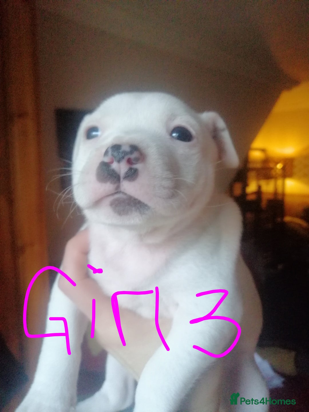 Mixed Breed dogs for sale: Beautiful staffy cross pups  - Advert 8