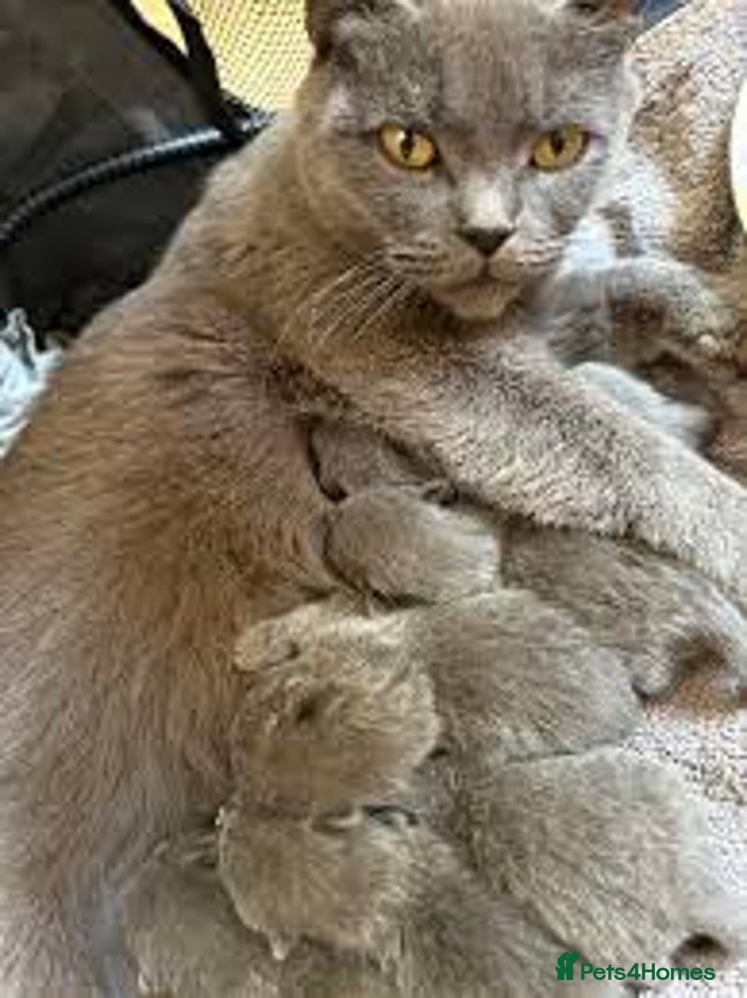 British Shorthair cats for sale: 2 beautiful BSH  kittens - Advert 5