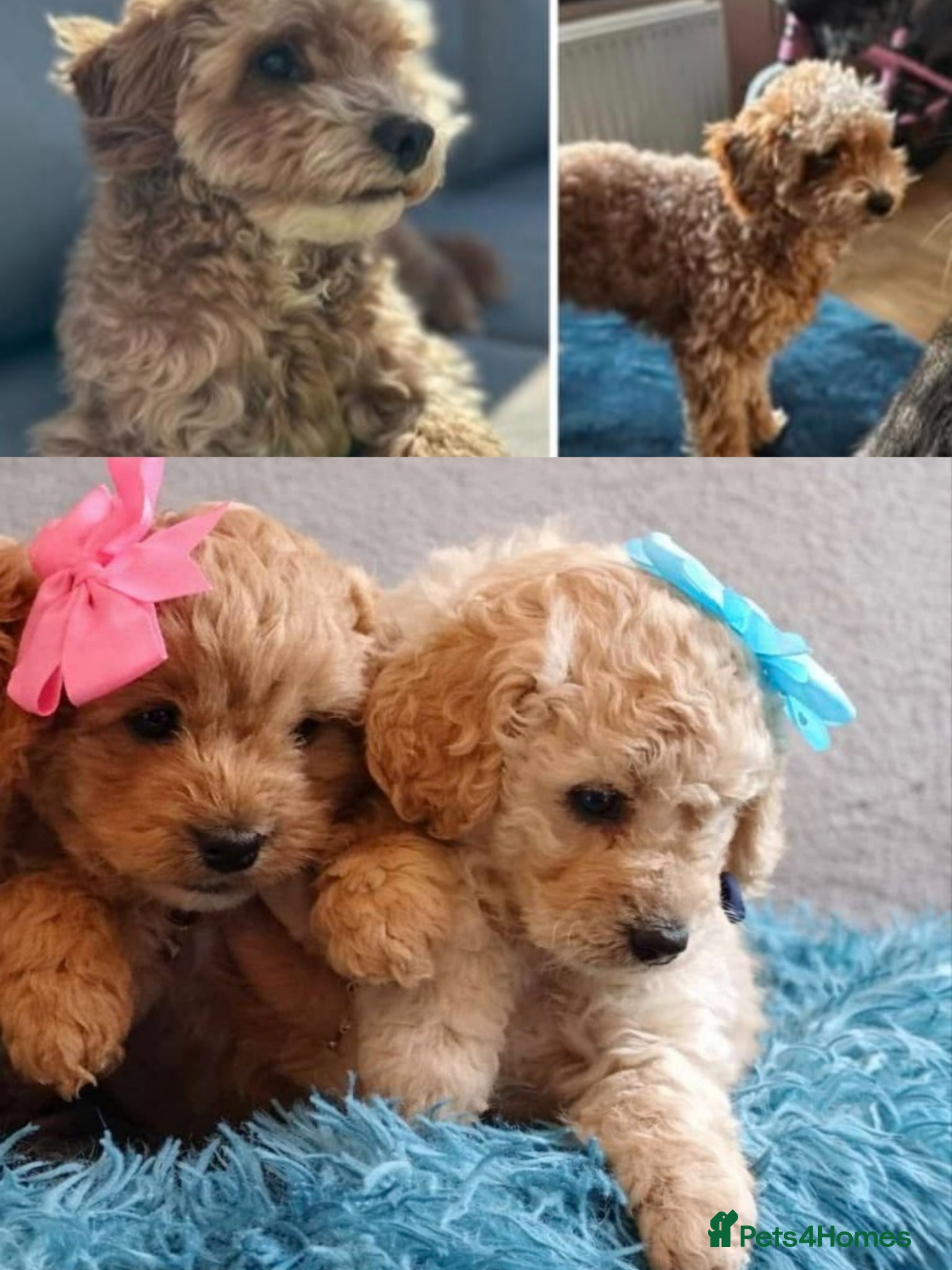 Cockapoo dogs One boy and one girl  - Advert 2