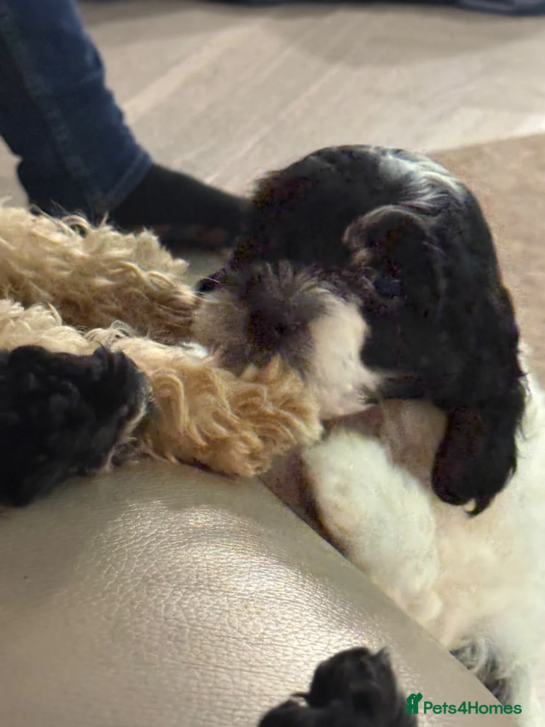 Cockapoo dogs for sale: Two stunning miniture Cockapoos left  in Tadworth - Advert 2