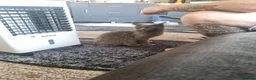Maine Coon cats for sale: Beautiful maincoon  - Advert 3