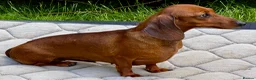 Miniature Dachshund dogs for adoption: Mel – Female Miniature Dachshund in Caterham - Advert 5