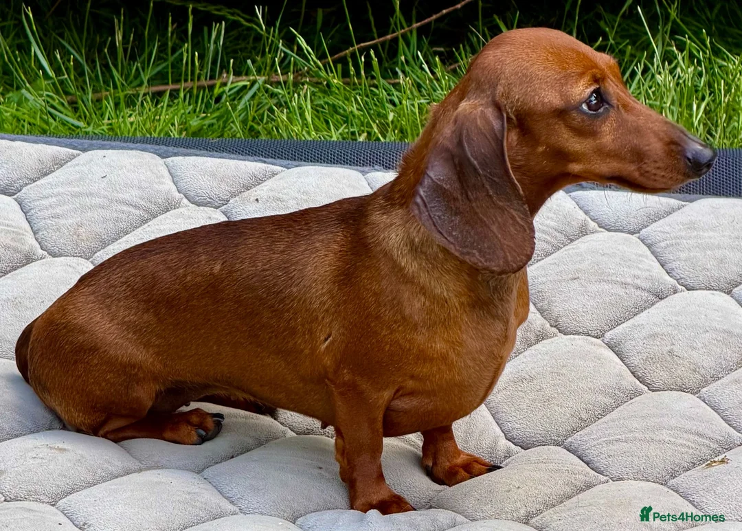 Miniature Dachshund dogs for adoption: Mel – Female Miniature Dachshund in Caterham - Advert 5