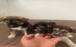 Huskita dogs for sale: akkita mix hussky - Image 6
