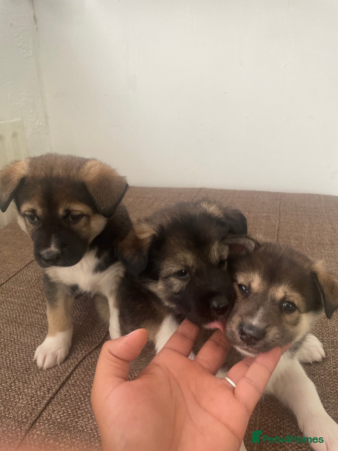 Huskita dogs for sale: akkita mix hussky - Image 6