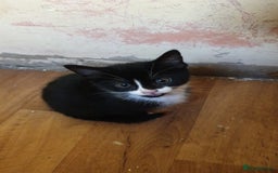American Shorthair cats for sale: 2 American short wire hair kittens  - Image 2