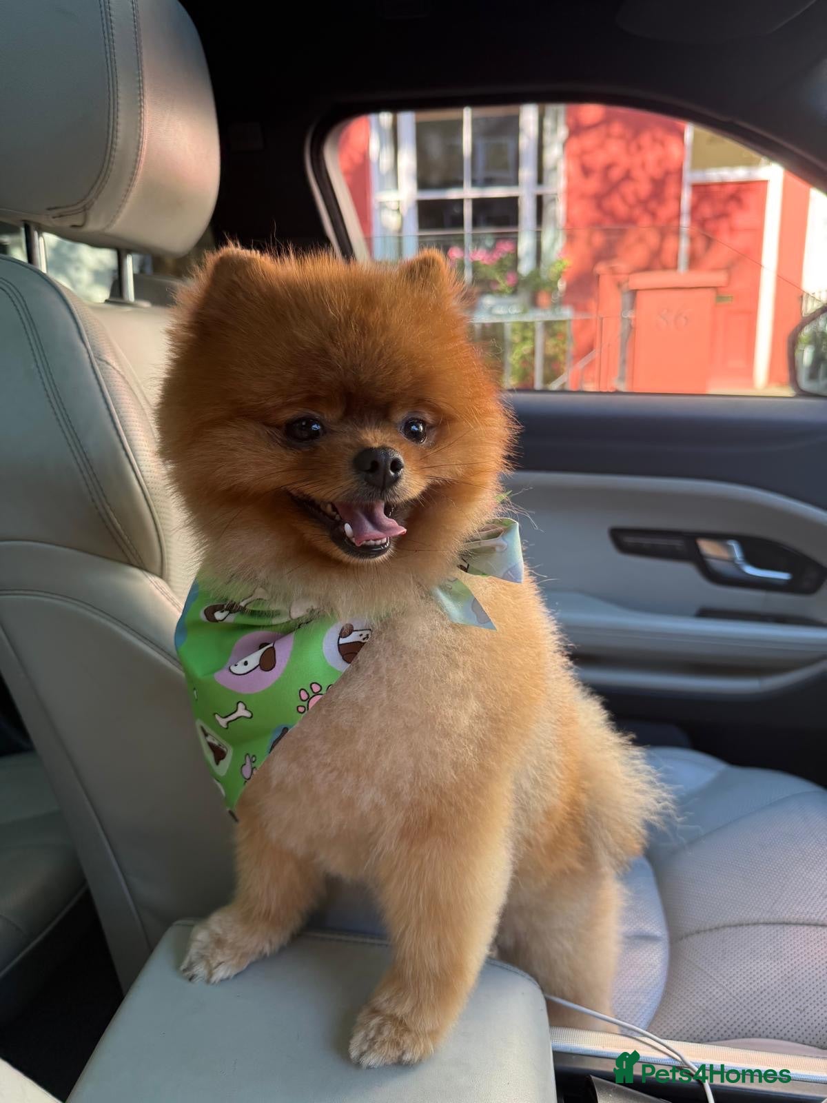 Pomeranian dogs Pomaranian for Sale  - Advert 10