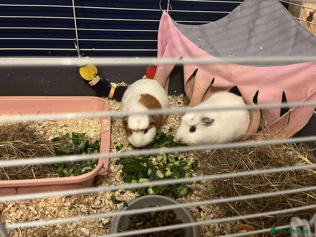 Guinea Pig rodents for sale: 2 sweet female guinea pigs for sale - Advert 4