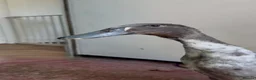 Ducks poultry for sale: Show line Indian Runner Drakes - Advert 3