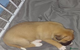 Mixed Breed dogs for sale: Mastiff x staffy puppies looking for new homes - Image 4