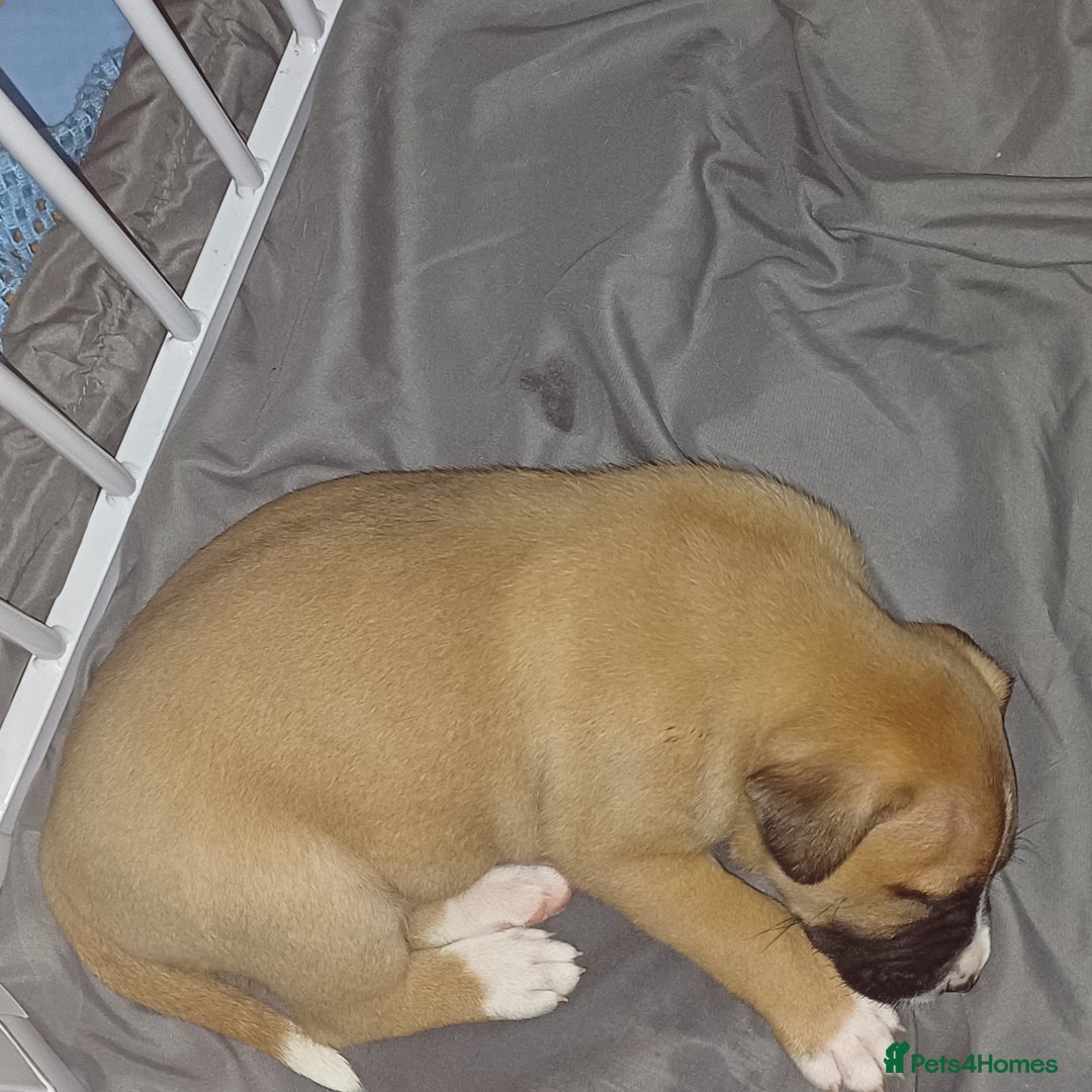 Mixed Breed dogs for sale: Mastiff x staffy puppies looking for new homes - Image 4