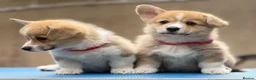 Welsh Corgi Pembroke dogs for sale: Champion Sired Corgi Pembroke puppies available  - Advert 13