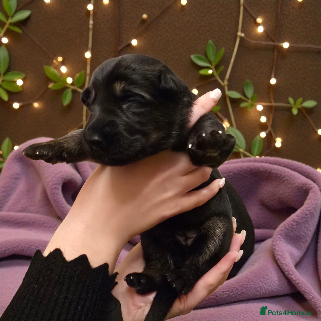 German Shepherd dogs for sale: Outstanding German Shepherd Puppies - Advert 10