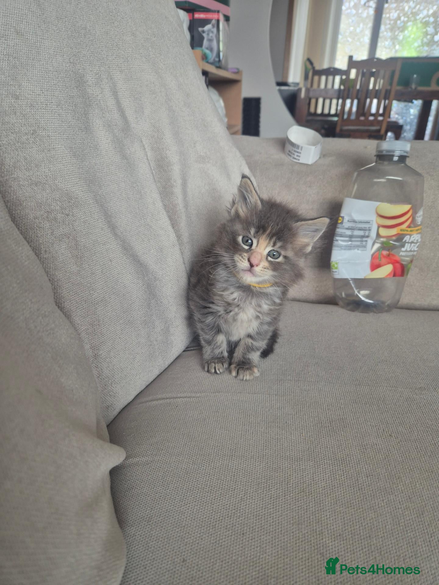 Maine Coon cats Stunning Maine Coons for sale must see 🥰 - Advert 2