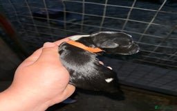 English Springer Spaniel dogs for sale: Gorgeous marked English Springer Spaniel pups  - Image 16