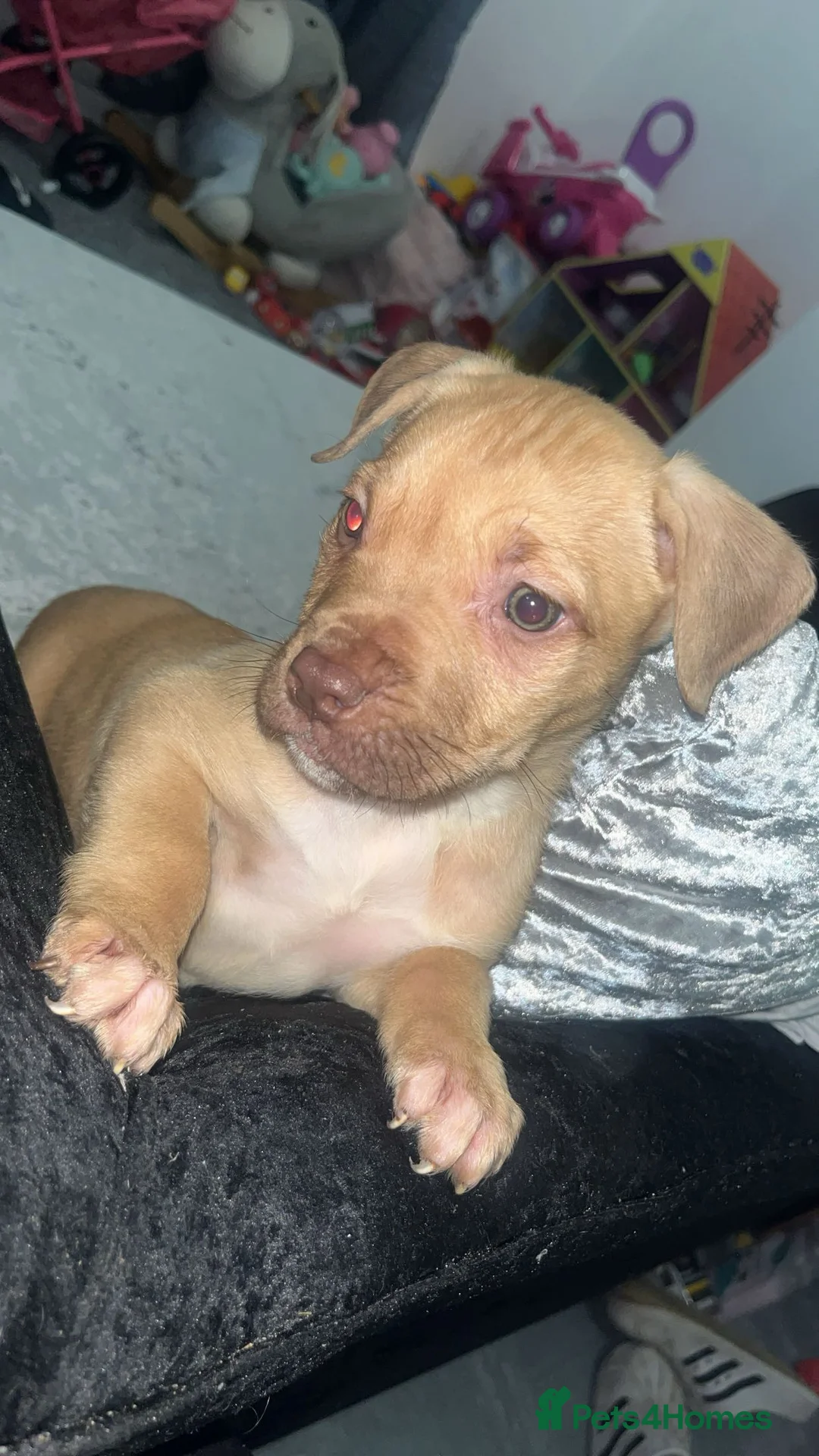 Mixed Breed dogs for sale:  Chunky Staffy x Cane Corso Puppies  - Advert 2